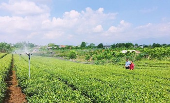 Quảng Ninh: Vươn tầm thương hiệu nông sản bằng khoa học công nghệ và đổi mới sáng tạo