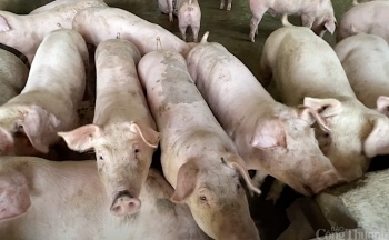 Giá heo hơi hôm nay 7/12/2024: Biến động trái chiều ở một số địa phương