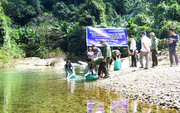 Tái tạo loại cá niên là đặc sản Quảng Nam tại Khu dự trữ thiên nhiên ở Quảng Bình