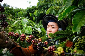 Dự báo giá cà phê ngày mai 12/12/2024: Giá cà phê tăng nhẹ