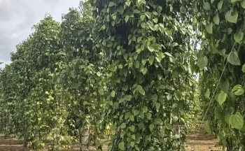 Xuất khẩu hồ tiêu vào thị trường Hoa Kỳ tăng mạnh