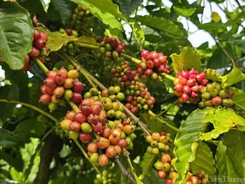 Thị trường hàng hóa hôm nay 11/12: Giá cà phê Arabica chạm mức cao nhất khi tiến sát mốc 7.400 USD/tấn