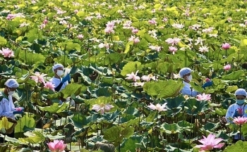 Đồng Tháp: Sản xuất công nghiệp tiếp tục phục hồi và phát triển