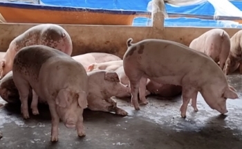 Giá heo hơi hôm nay 12/12/2024: Tiếp đà tăng giá, nhiều tỉnh miền Bắc thiết lập bảng giá mới