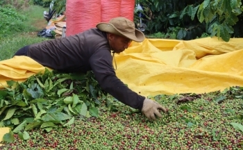 Chờ đợi động thái từ FED, giá cà phê hạ nhiệt