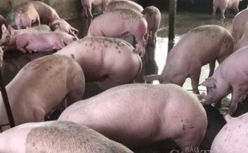 Giá heo hơi hôm nay 13/12/2024: Miền Nam tăng giá, miền Bắc và miền Trung đứng giá