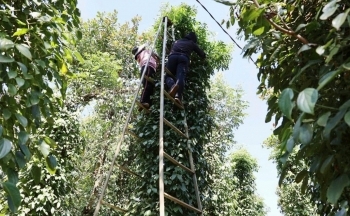 Xuất khẩu hồ tiêu Việt Nam: Hoa Kỳ dẫn đầu nhập khẩu, Trung Quốc giảm sốc