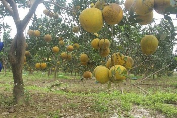 Phân lân Văn Điển: Hiệu quả cao cho cây trồng có múi