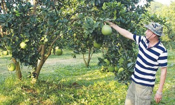 Cây ăn quả có múi: Hướng đi bền vững của nông nghiệp Hòa Bình