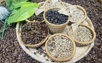 Vì sao giá cà phê Robusta Việt Nam tăng cao?