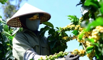 Giá cà phê hôm nay 15/12/2024: Giá cà phê trong nước tiếp tục lập đỉnh