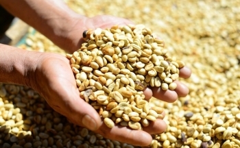 Dự báo giá cà phê ngày mai 16/12/2024: Giá cà phê liệu có chững lại?