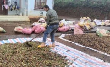 Giá cà phê hôm nay 16/12/2024: Giá cà phê trong nước vẫn duy trì 125.100 đồng/kg