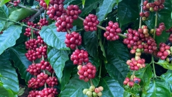 Lý do nào giá cà phê Robusta Việt Nam cao nhất thế giới?