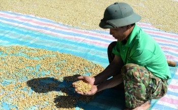 Dự đoán giá cà phê ngày mai 17/12/2024: Giá cà phê tiếp tục giảm?