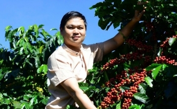 Giá cà phê hôm nay 17/12/2024: Giá cà phê trong nước đồng loạt giảm mạnh