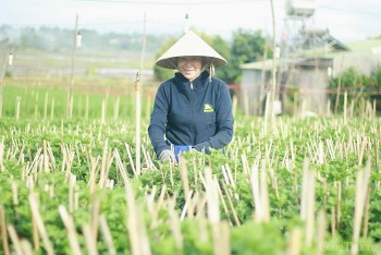 Gia Lai: Các nhà vườn đang tất bật chăm sóc hoa để phục vụ Tết Nguyên đán Ất Tỵ năm 2025