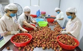 Xuất khẩu sang thị trường Nhật Bản: Cơ hội vàng cho nông sản Việt Nam