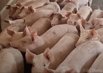 Giá heo hơi hôm nay 4/1/2025: Nhiều nơi chạm mốc 69.000 đồng/kg