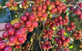 FED cắt giảm lãi suất, thị trường cà phê ảnh hưởng thế nào?
