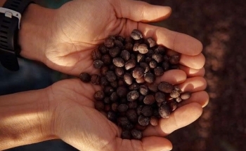 Dự báo giá cà phê ngày mai 20/12/2024: Giá cà phê trong nước có thể duy trì ở mức hiện tại