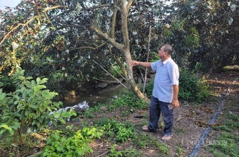 Sóc Trăng: Nông dân ‘đổi đời’ nhờ xuất khẩu vú sữa sang thị trường Hoa Kỳ