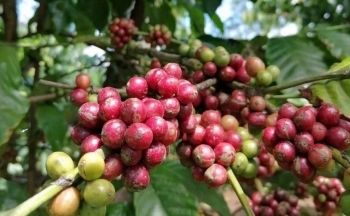 Dự báo giá cà phê ngày mai 22/12/2024: Giá cà phê có thể tăng trở lại