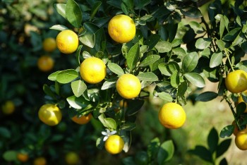 Thủ phủ quất xứ Thanh nhộn nhịp, nhiều thương lái 'găm hàng' chờ Tết