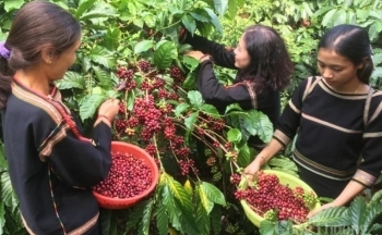 Đến hết ngày 15/12/2024, xuất khẩu cà phê của Việt Nam thu về 5,2 tỷ USD