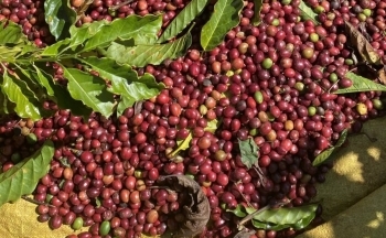 Ảnh hưởng của thời tiết khiến giá cà phê biến động mạnh