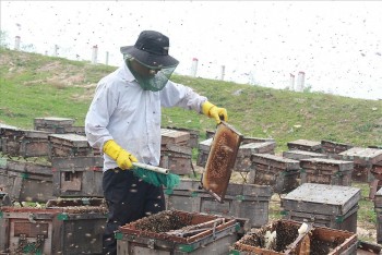 Sàn Việt mang đặc sản truyền thống Hưng Yên vươn ra thị trường thế giới