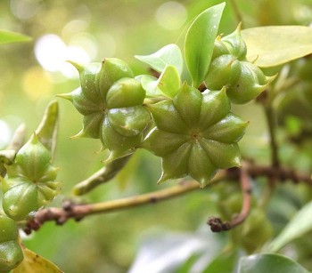 Việt Nam xuất khẩu 8.116 tấn hoa hồi sang thị trường Ấn Độ