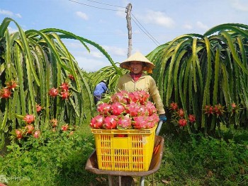 Nước ép thanh long Bảo Long – Từ 'thủ phủ' thanh long đến Sàn Việt