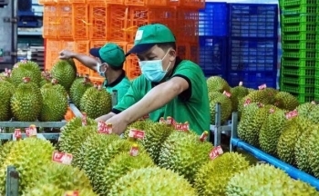 Nguyên nhân nào EU nâng tần suất kiểm tra sầu riêng Việt?