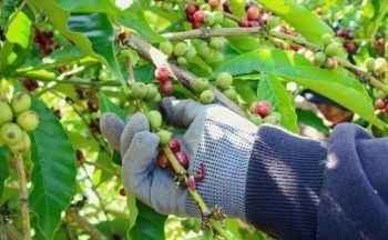 Dự báo giá cà phê ngày mai 26/12/2024: Giá cà phê trong nước tiếp tục tăng