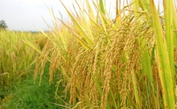 Gạo Bảy Sánh: Tinh hoa gạo Long An trên sàn thương mại điện tử