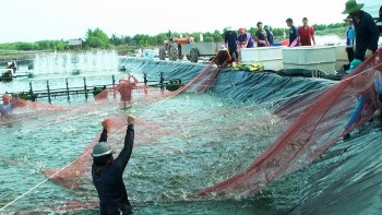 Sóc Trăng: Phát triển ngành tôm theo hướng sản xuất sạch