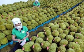 Xuất khẩu rau quả Việt Nam bứt phá, ước đạt 7,2 tỷ USD