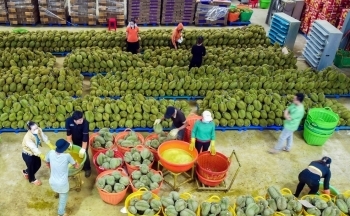 Cận Tết Nguyên đán giá sầu riêng tăng 'chóng mặt'