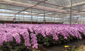 Chiến lược để phát triển ngành hoa Đà Lạt bền vững