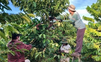 Triển vọng cho ngành cà phê trong năm 2025