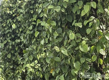 Việt Nam chiếm 31,2% thị phần nhập khẩu hồ tiêu Trung Quốc