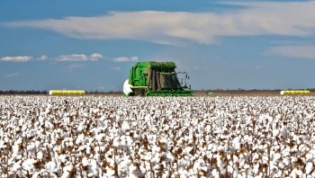 Việt Nam nhập khẩu 1,3 triệu tấn bông trong 11 tháng