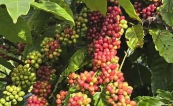 Dự báo giá cà phê trong nước ngày mai 31/12/2024 giảm nhẹ
