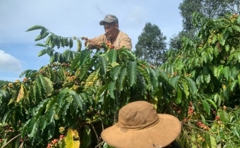 Dự báo giá cà phê ngày mai 1/1/2025: Biến động nhẹ