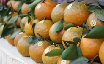 Tuyên Quang: Xây dựng thương hiệu cho nông sản