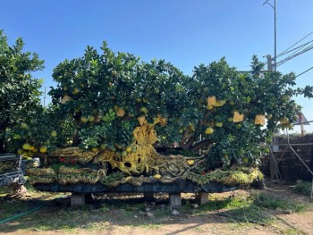 Cây cảnh trăm triệu lên chậu đón Tết Ất Tỵ 2025