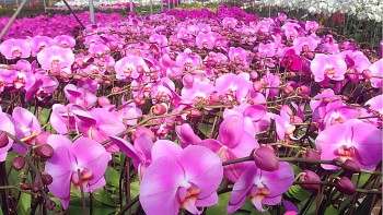 Đề xuất gỡ khó cho hoa lan hồ điệp