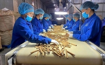 Xuất khẩu quế Việt duy trì vị thế đứng đầu thế giới