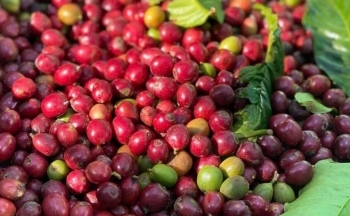 Dự báo giá cà phê trong nước ngày mai 4/1/2025 giảm nhẹ